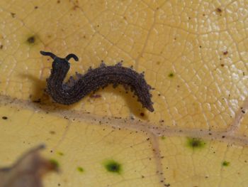 Media type: image; Invertebrate Zoology 152095